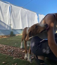 HAENSEL, Hund, Mischlingshund in Spanien - Bild 8