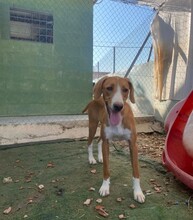 HAENSEL, Hund, Mischlingshund in Spanien - Bild 9