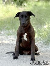 EWERLY, Hund, Mischlingshund in Slowakische Republik - Bild 1