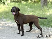 EWERLY, Hund, Mischlingshund in Slowakische Republik - Bild 10