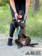 EWERLY, Hund, Mischlingshund in Slowakische Republik - Bild 11