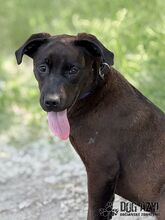 EWERLY, Hund, Mischlingshund in Slowakische Republik - Bild 12
