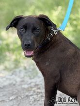 EWERLY, Hund, Mischlingshund in Slowakische Republik - Bild 13