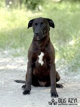 EWERLY, Hund, Mischlingshund in Slowakische Republik - Bild 2