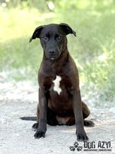 EWERLY, Hund, Mischlingshund in Slowakische Republik - Bild 3