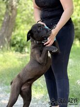 EWERLY, Hund, Mischlingshund in Slowakische Republik - Bild 4