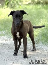 EWERLY, Hund, Mischlingshund in Slowakische Republik - Bild 5