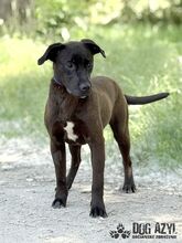 EWERLY, Hund, Mischlingshund in Slowakische Republik - Bild 6