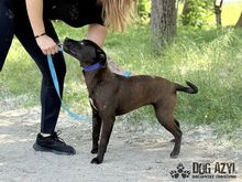 EWERLY, Hund, Mischlingshund in Slowakische Republik - Bild 7