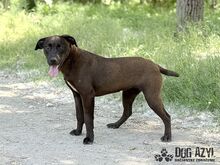 EWERLY, Hund, Mischlingshund in Slowakische Republik - Bild 8
