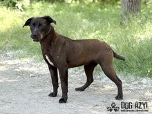 EWERLY, Hund, Mischlingshund in Slowakische Republik - Bild 9