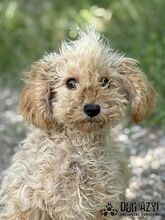 COURTNEYLOVE, Hund, Mischlingshund in Slowakische Republik - Bild 1