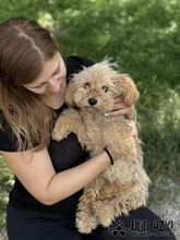 COURTNEYLOVE, Hund, Mischlingshund in Slowakische Republik - Bild 10
