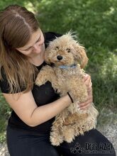 COURTNEYLOVE, Hund, Mischlingshund in Slowakische Republik - Bild 11