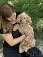 COURTNEYLOVE, Hund, Mischlingshund in Slowakische Republik - Bild 12