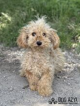 COURTNEYLOVE, Hund, Mischlingshund in Slowakische Republik - Bild 2