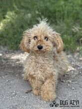 COURTNEYLOVE, Hund, Mischlingshund in Slowakische Republik - Bild 3