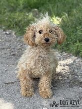 COURTNEYLOVE, Hund, Mischlingshund in Slowakische Republik - Bild 5