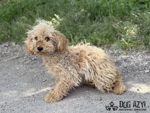 COURTNEYLOVE, Hund, Mischlingshund in Slowakische Republik - Bild 6