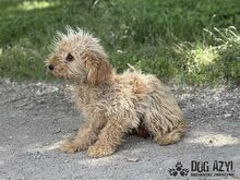 COURTNEYLOVE, Hund, Mischlingshund in Slowakische Republik - Bild 7