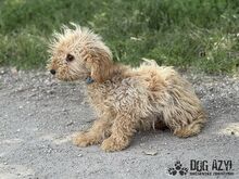 COURTNEYLOVE, Hund, Mischlingshund in Slowakische Republik - Bild 8