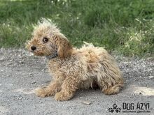 COURTNEYLOVE, Hund, Mischlingshund in Slowakische Republik - Bild 9