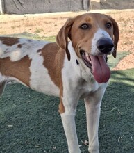 GRETEL, Hund, Mischlingshund in Spanien - Bild 1