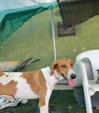 GRETEL, Hund, Mischlingshund in Spanien - Bild 10