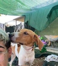 GRETEL, Hund, Mischlingshund in Spanien - Bild 11