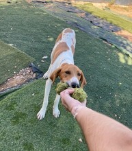GRETEL, Hund, Mischlingshund in Spanien - Bild 12