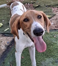 GRETEL, Hund, Mischlingshund in Spanien - Bild 2