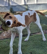 GRETEL, Hund, Mischlingshund in Spanien - Bild 3