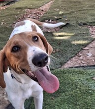 GRETEL, Hund, Mischlingshund in Spanien - Bild 4