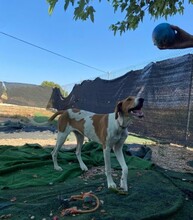 GRETEL, Hund, Mischlingshund in Spanien - Bild 6