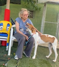 GRETEL, Hund, Mischlingshund in Spanien - Bild 7