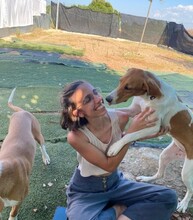 GRETEL, Hund, Mischlingshund in Spanien - Bild 9