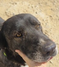 KIWHA, Hund, Mischlingshund in Spanien - Bild 1
