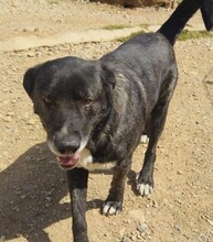 KIWHA, Hund, Mischlingshund in Spanien - Bild 2