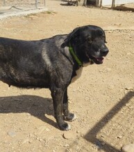 KIWHA, Hund, Mischlingshund in Spanien - Bild 3