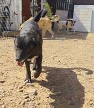 KIWHA, Hund, Mischlingshund in Spanien - Bild 4