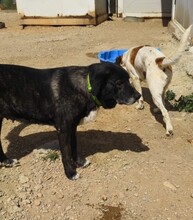 KIWHA, Hund, Mischlingshund in Spanien - Bild 6