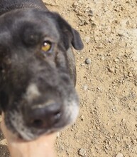 KIWHA, Hund, Mischlingshund in Spanien - Bild 7