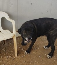 KIWHA, Hund, Mischlingshund in Spanien - Bild 8