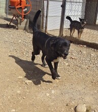 KIWHA, Hund, Mischlingshund in Spanien - Bild 9