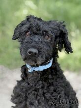 CARPET, Hund, Mischlingshund in Slowakische Republik - Bild 1
