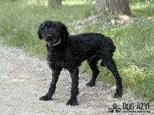 CARPET, Hund, Mischlingshund in Slowakische Republik - Bild 10