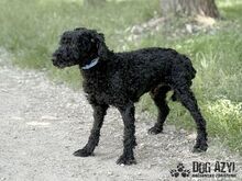 CARPET, Hund, Mischlingshund in Slowakische Republik - Bild 11