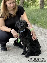CARPET, Hund, Mischlingshund in Slowakische Republik - Bild 12