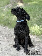 CARPET, Hund, Mischlingshund in Slowakische Republik - Bild 2