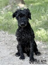 CARPET, Hund, Mischlingshund in Slowakische Republik - Bild 3